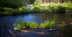 Read more about the article Membrane types